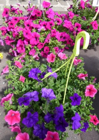 Marché aux fleurs